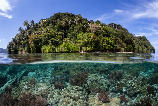 Coral reef & topside shot in Raja Ampat, Indonesia