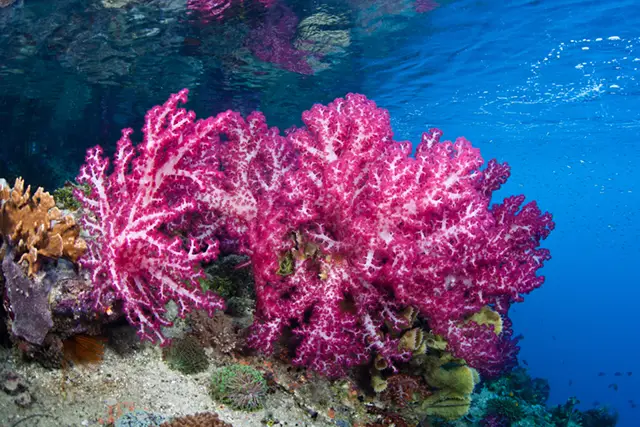 Coral reef in Raja Ampat, Indonesia