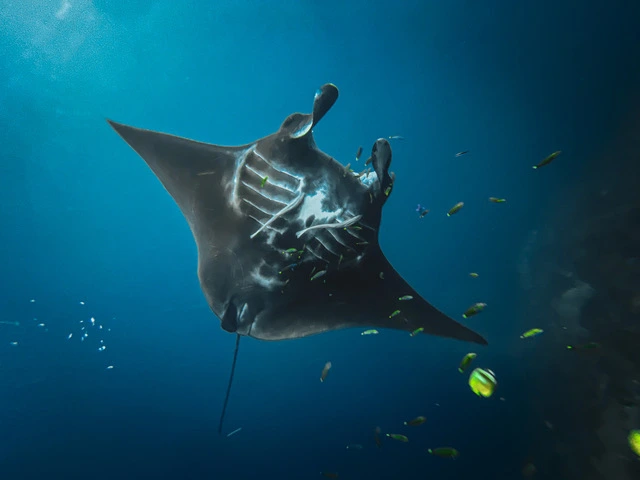 Manta ray in Raja Ampat, Indonesia.