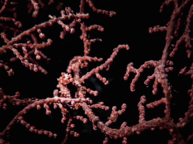 Pygmy seahorse in Raja Ampat, Indonesia.