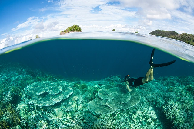 Snorkeller over a coral reef in Indonesia