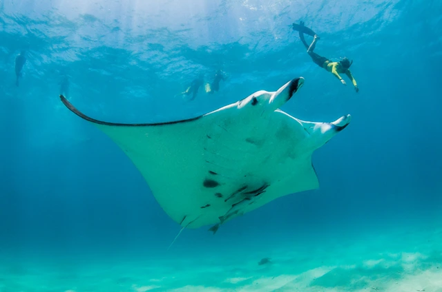Snorkelling with manta ray in Indonesia