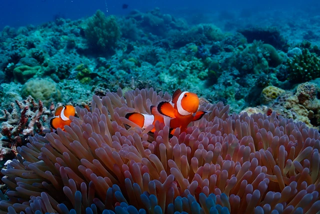 Anemonefish in Malapascua, the Philippines