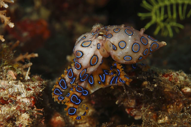 Blue-ringed octopus in Anilao, the Phillipines