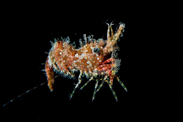 Marble shrimp photographed during a bonfire dive in Anilao, the Philippines