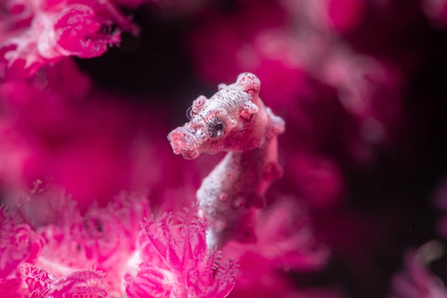 Pygmy seahorse in Anilao, the Phillipines