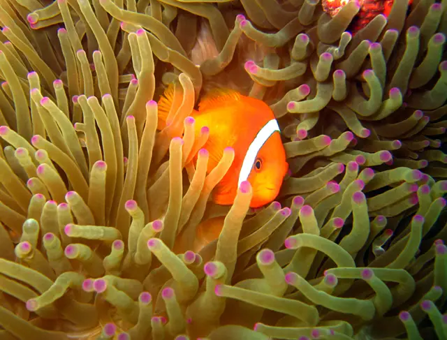 Bridled anemonefish in Bohol, the Phillipines
