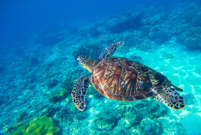 Green sea turtle in Bohol, the Phillipines