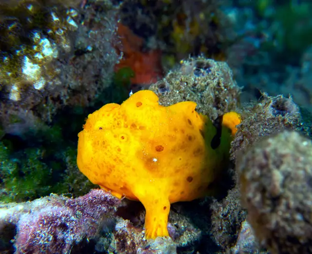 Frogfish in Dauin, the Philippines