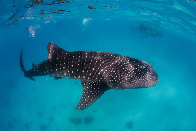 Whale shark in Donsol, the Phillipines