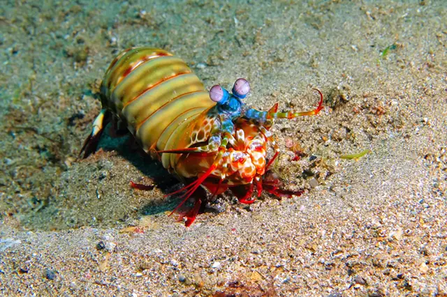 Peacock mantis shrimp in Dumaguete, the Philippines