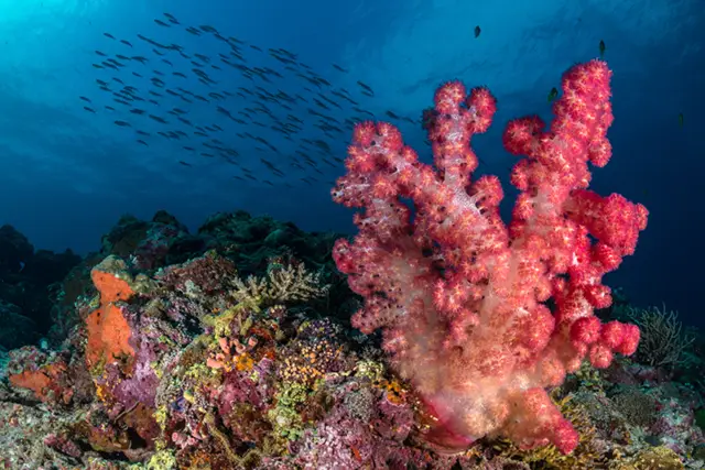 Coral reef in Malapascua, the Philippines