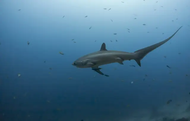 Thresher shark in Malapascua, the Philippines