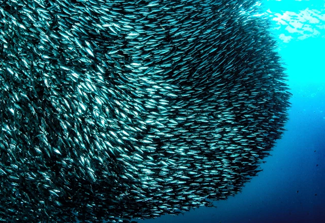 Sardine baitball in Moalboal, the Philippines