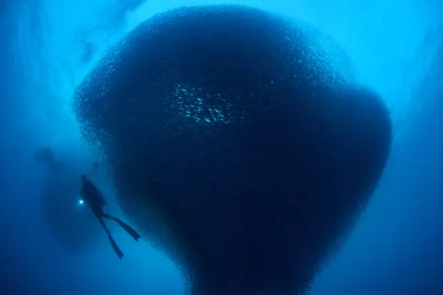 Sardine baitball & diver in Moalboal, the Phillipines