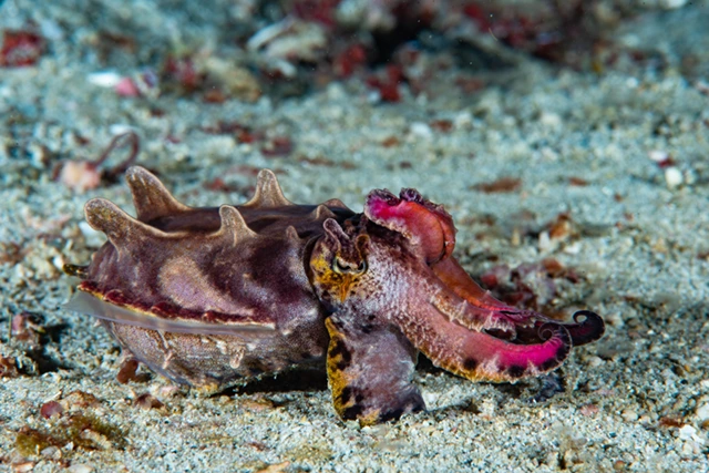 Flamboyant cuttlefish in Puerto Galera, the Phillipines