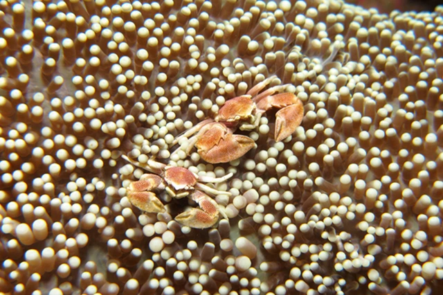 Porcelain crab in Puerto Galera, the Phillipines