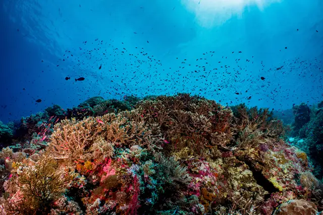 Coral reef in Tubbataha, the Phillipines