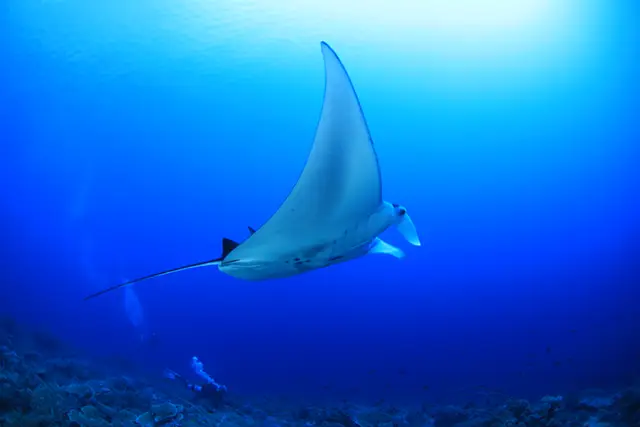 Manta ray in Tubbataha, the Phillipines