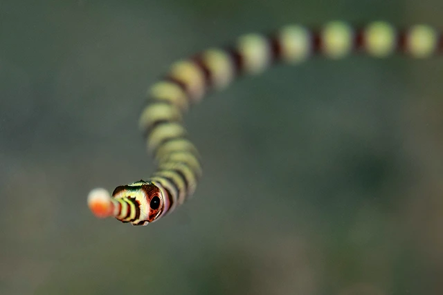Pipefish in Asia.