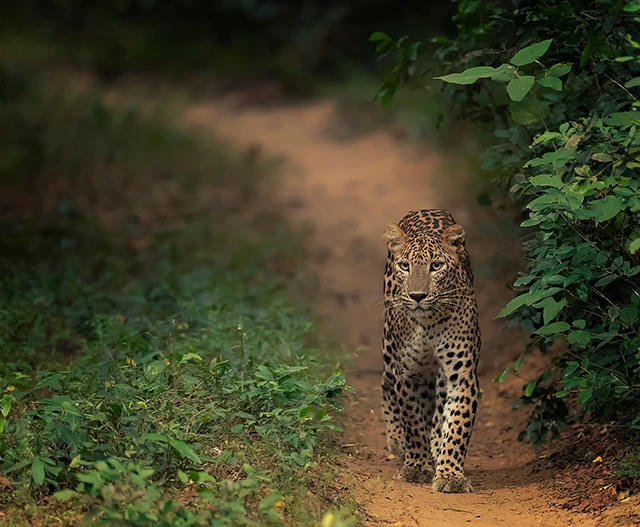 Leopard in Wilpattu National Park, Sri Lanka