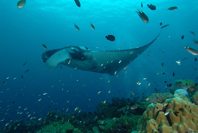 Manta ray in Koh Lanta, Thailand