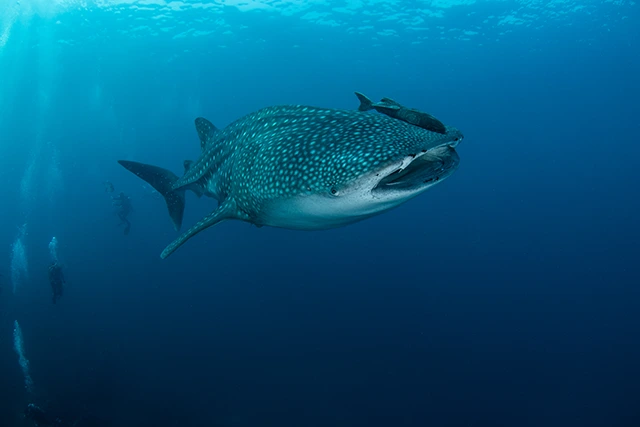 Whale shark in Koh Tachai, Thailand