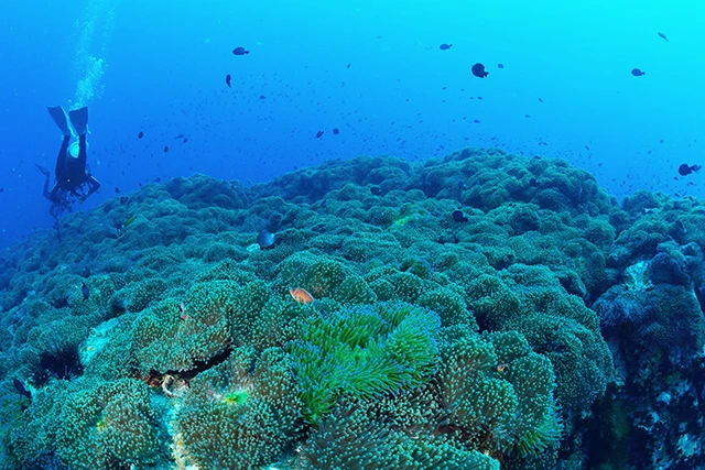 Coral reef in Koh Tao, Thailand