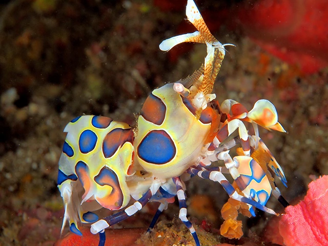 Harlequin shrimp in Phuket, Thailand