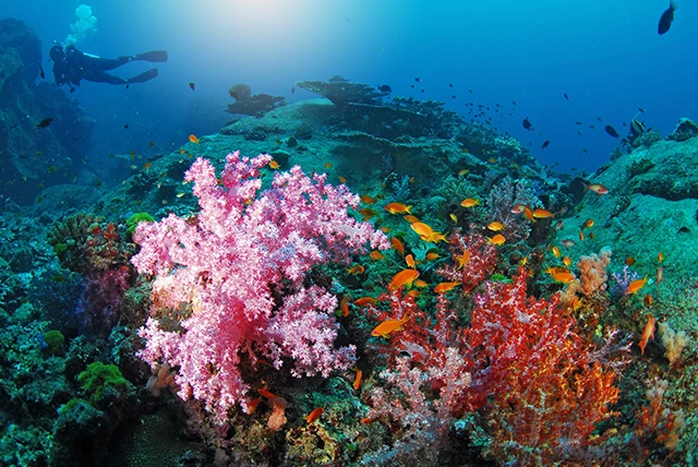Coral reef in the Similan Islands, Thailand