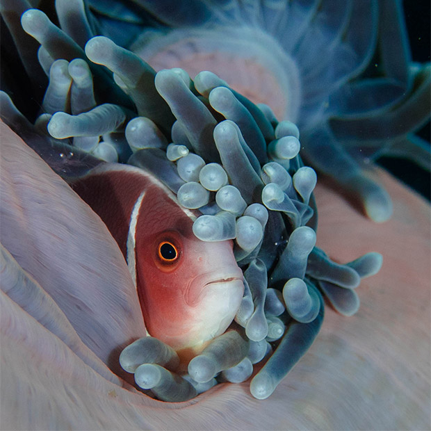 Skunk anemonefish in Bali, Indonesia.