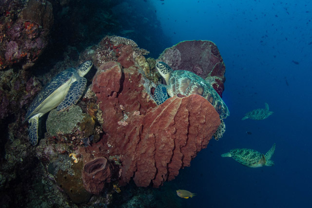 Turtles in Bunaken National Marine Park, Indonesia.