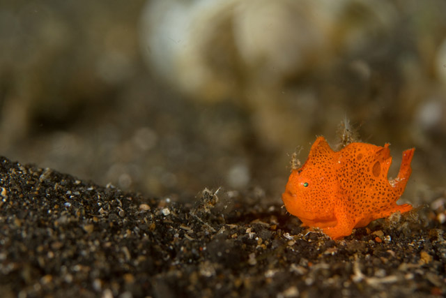 Frogfish in Lembeh Strait, Indoneisa.