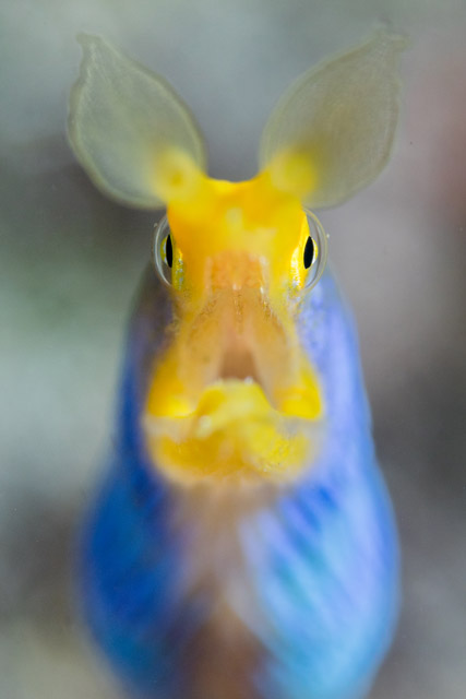 Ribbon eel in Lembeh Strait, Indoneisa.