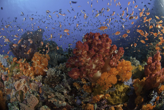 Coral reef in Raja Ampat, Indonesia