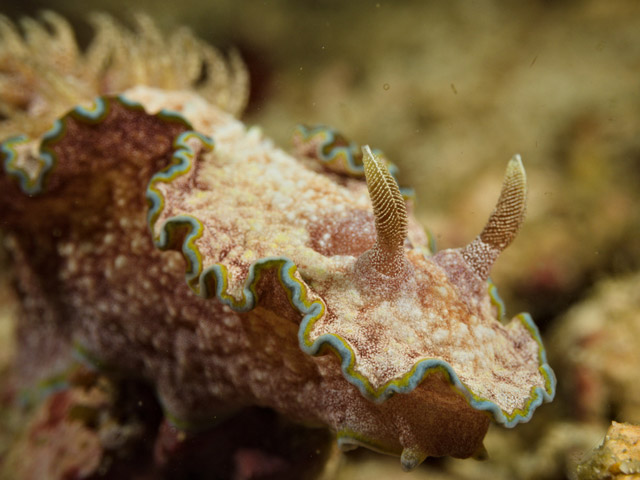 Glossodoris nudibranch in Raja Ampat, Indonesia.