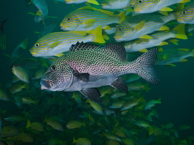 Harlequin sweetlip in Raja Ampat, Indonesia.