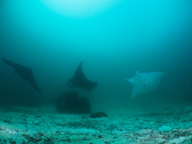 Manta rays in Raja Ampat, Indonesia.