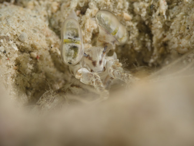 Mantis shrimp in Raja Ampat, Indonesia.