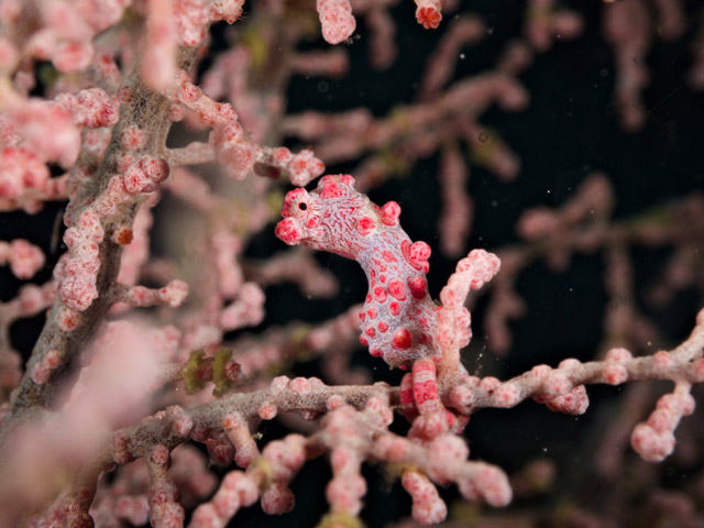 Pygmy seahorse in Raja Ampat, Indonesia.