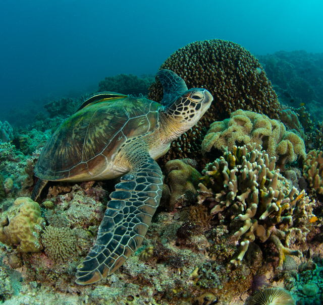 Green turtle in Anda, the Philippines.