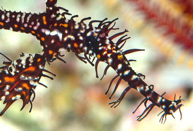Ornate ghost pipefish in Anda, the Philippines.