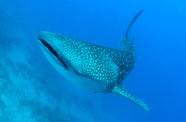 Whale shark in Anda, the Philippines.