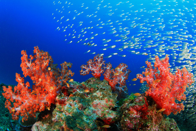 Coral reef in the Philippines