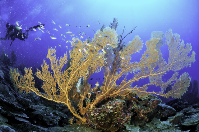 Gorgonia sea fan in the Philippines