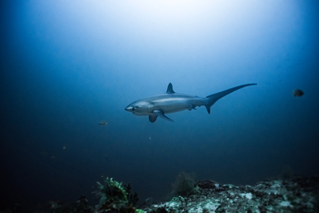 Thresher shark in the Philippines