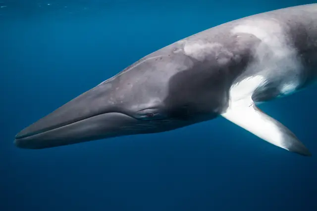 Minke whale in Australia