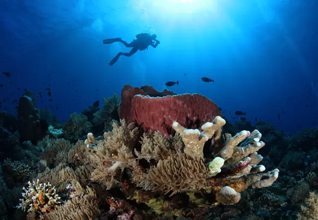 Coral reef & diver in Papua New Guinea