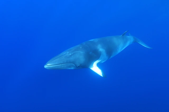 Dwarf minke whale in Australia