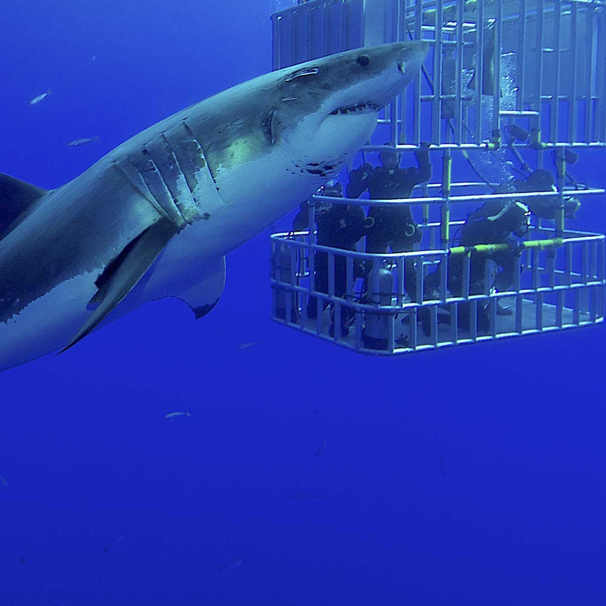 Image result for Shark Cage Diving